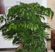 盆栽幸福树能长多大，幸福树盆栽，养护注意“4点”，新芽多，特别茂盛，还能养开花