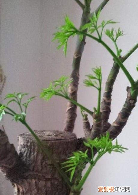 盆栽幸福树能长多大，幸福树盆栽，养护注意“4点”，新芽多，特别茂盛，还能养开花