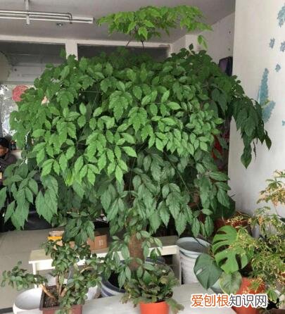 盆栽幸福树能长多大，幸福树盆栽，养护注意“4点”，新芽多，特别茂盛，还能养开花
