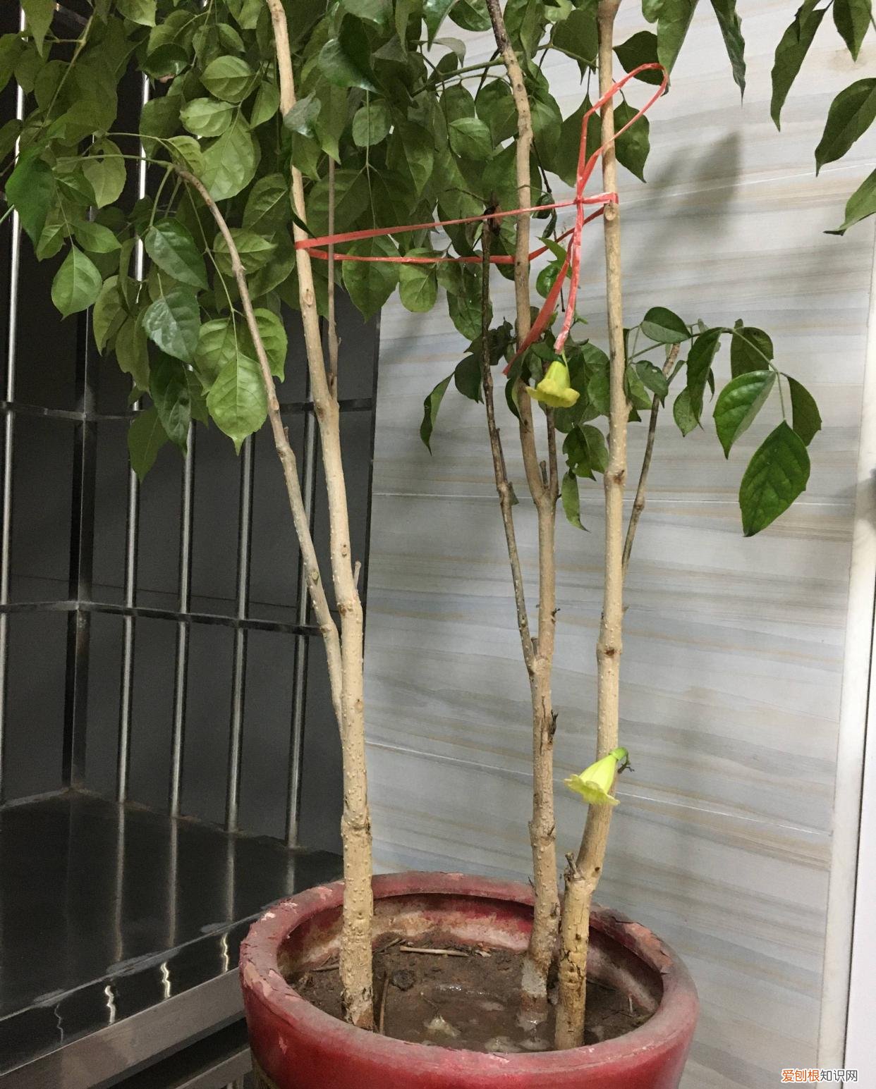 幸福树开什么样花,养好幸福树,关键有2点,叶子绿油油枝干壮实开花满枝