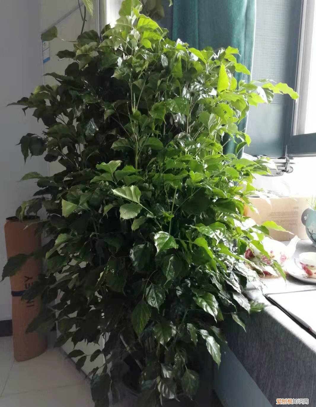 幸福树开什么样花,养好幸福树,关键有2点,叶子绿油油枝干壮实开花满枝