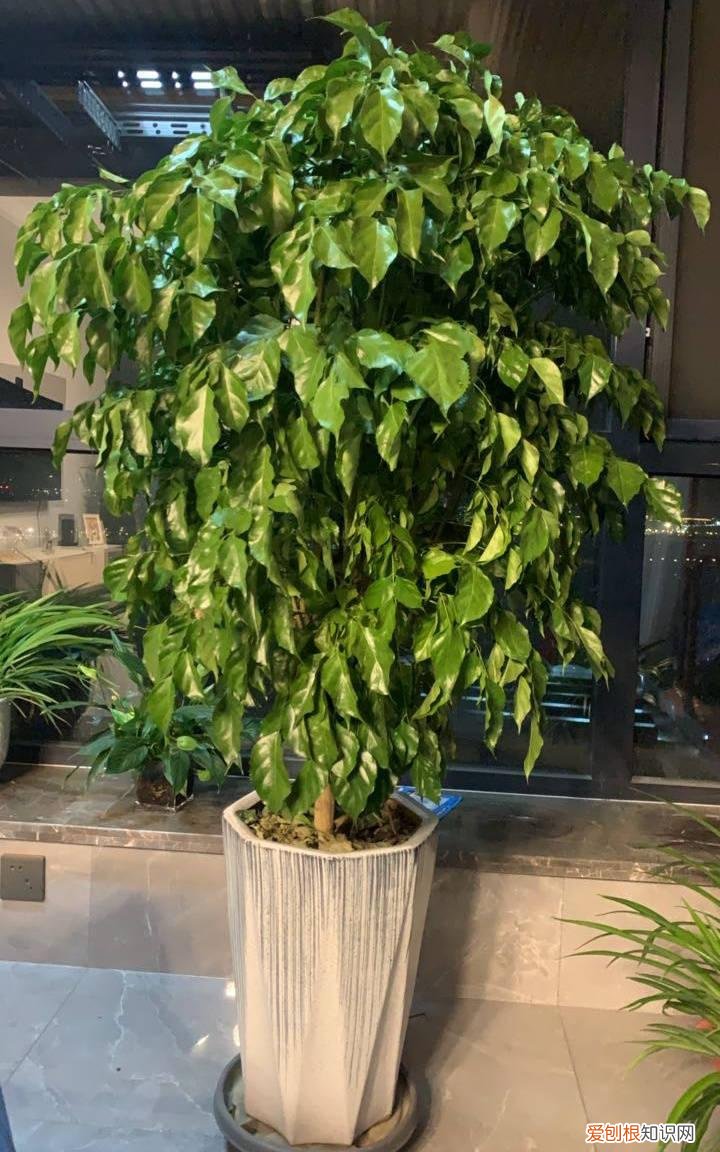 幸福树开什么样花,养好幸福树,关键有2点,叶子绿油油枝干壮实开花满枝