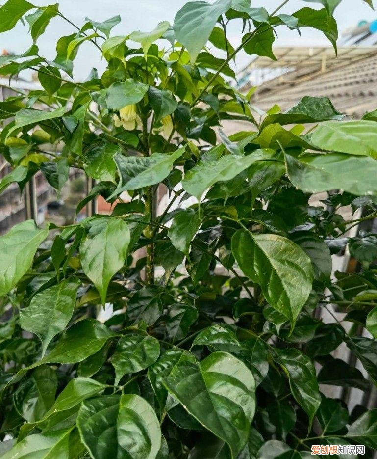 幸福树开什么样花,养好幸福树,关键有2点,叶子绿油油枝干壮实开花满枝