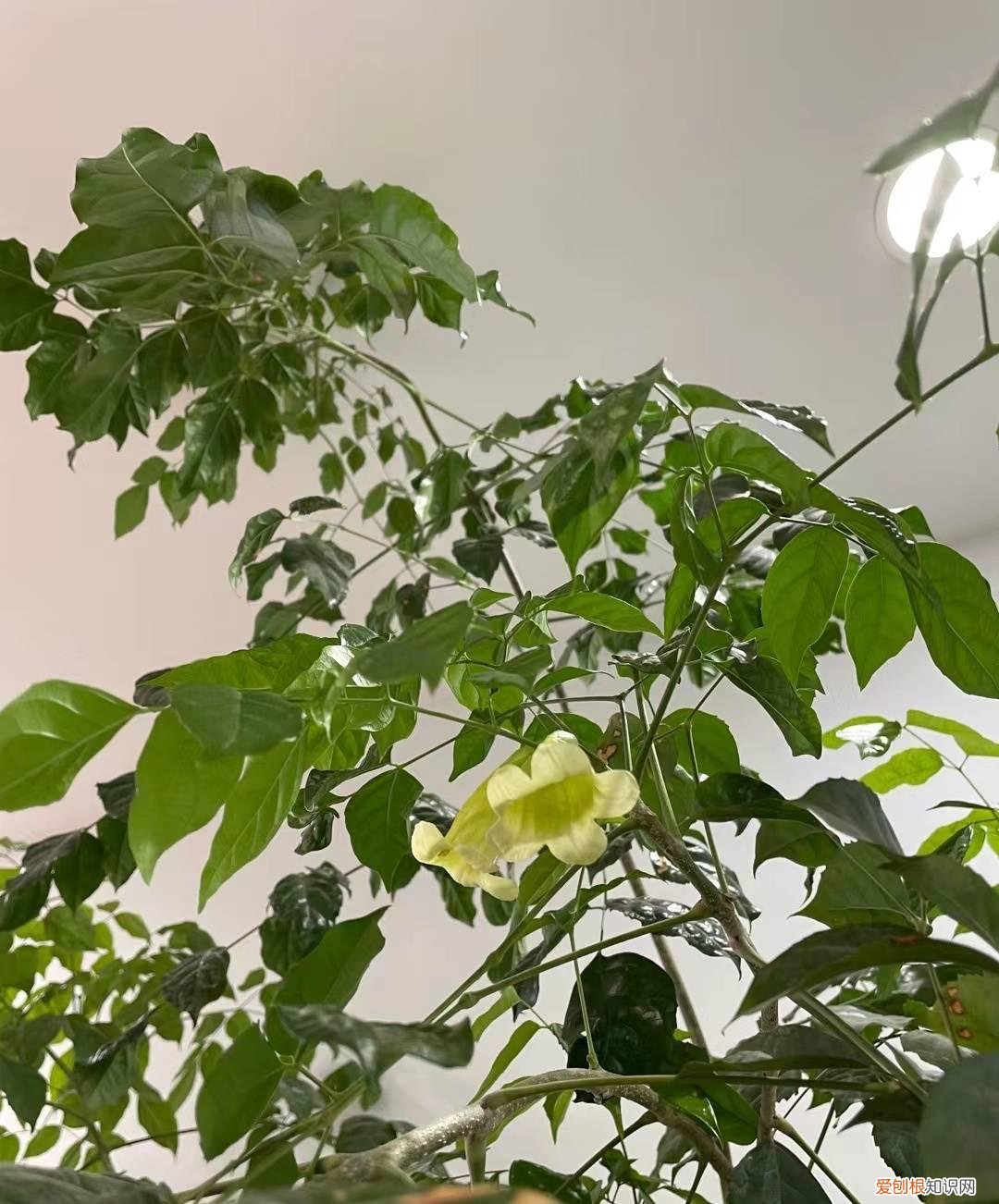 幸福树开什么样花,养好幸福树,关键有2点,叶子绿油油枝干壮实开花满枝