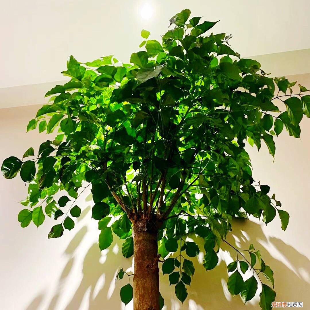幸福树开什么样花,养好幸福树,关键有2点,叶子绿油油枝干壮实开花满枝