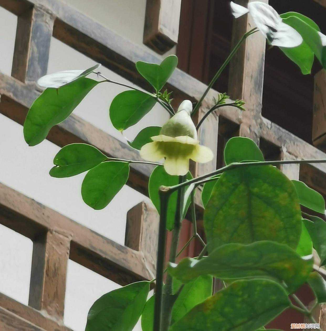 幸福树开什么样花,养好幸福树,关键有2点,叶子绿油油枝干壮实开花满枝