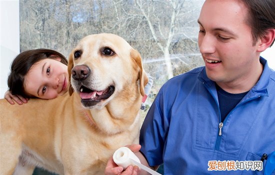 拉布拉多犬尴尬期持续多久 拉布拉多犬尴尬期