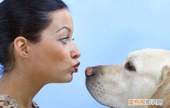 博美犬乱咬东西怎么办，首先要弄清原因，博美犬乱咬东西怎么办,首先要弄清原因吗
