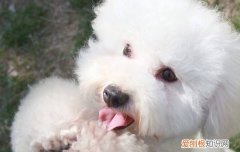 博美犬乱咬东西怎么办，首先要弄清原因，博美犬乱咬东西怎么办,首先要弄清原因吗