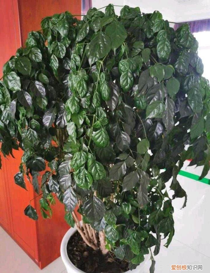 怎么养幸福树的叶子又大又厚，养好“幸福树”，注意这3个细节，叶肥绿，枝子长到房顶