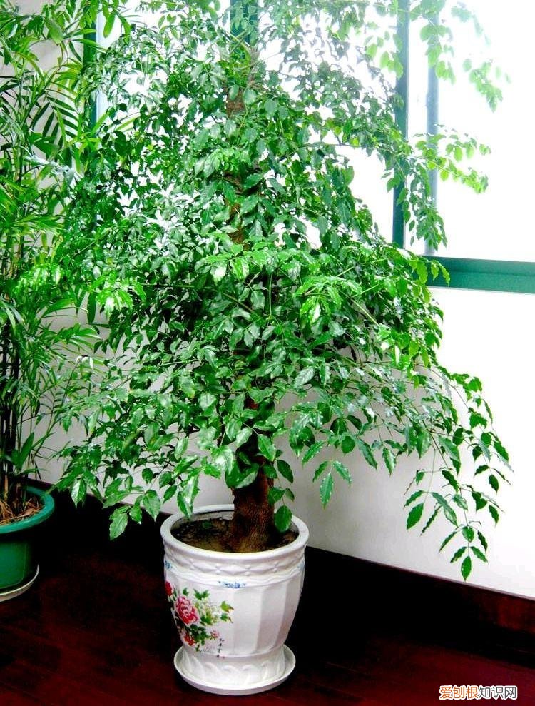 怎么养幸福树的叶子又大又厚，养好“幸福树”，注意这3个细节，叶肥绿，枝子长到房顶