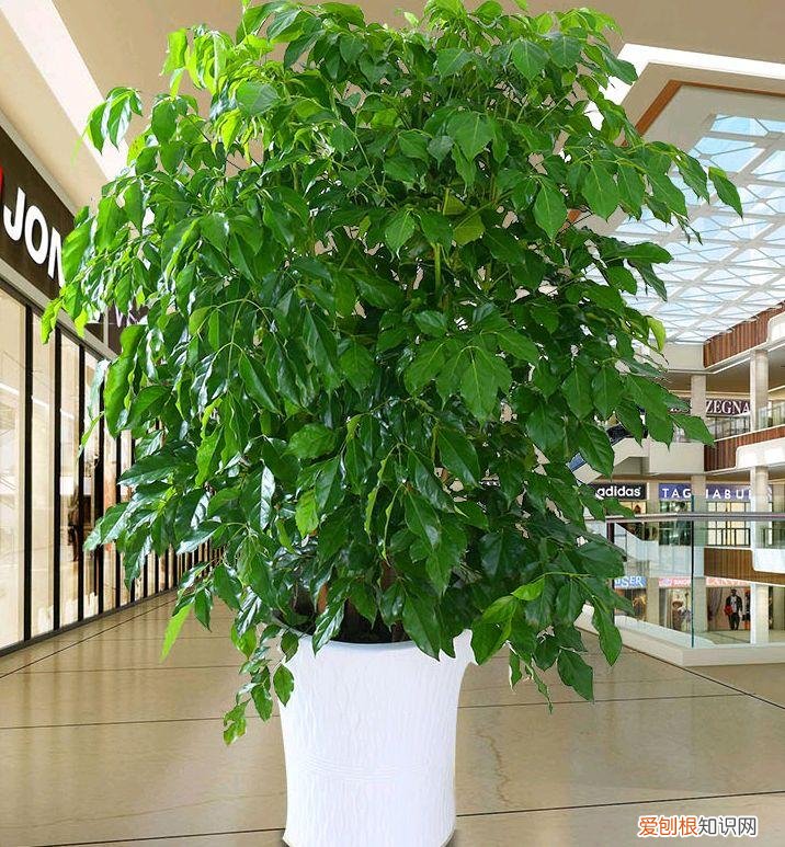 怎么养幸福树的叶子又大又厚，养好“幸福树”，注意这3个细节，叶肥绿，枝子长到房顶