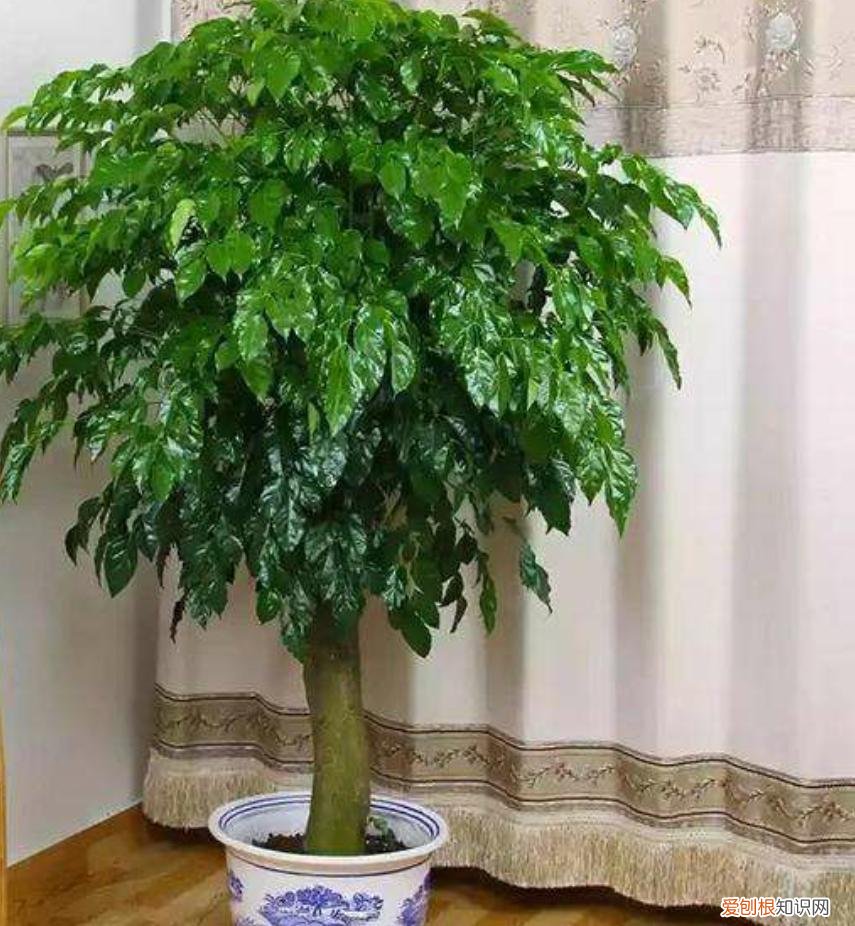 怎么养幸福树的叶子又大又厚，养好“幸福树”，注意这3个细节，叶肥绿，枝子长到房顶