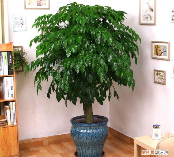 怎么养幸福树的叶子又大又厚，养好“幸福树”，注意这3个细节，叶肥绿，枝子长到房顶
