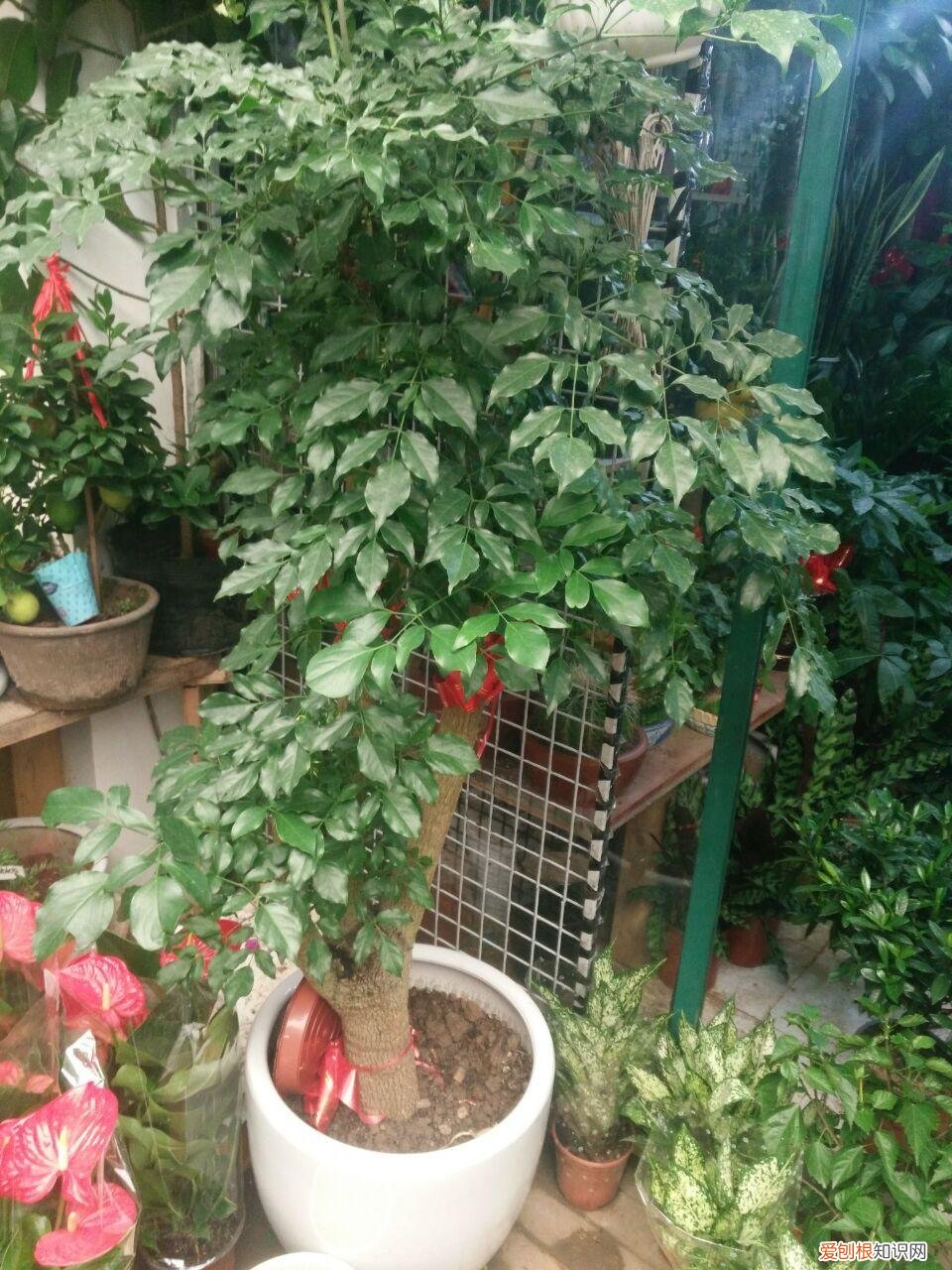 怎么养幸福树的叶子又大又厚，养好“幸福树”，注意这3个细节，叶肥绿，枝子长到房顶