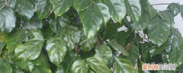 室内幸福树的养殖方法和注意事项,室内幸福树的养殖方法和注意事项