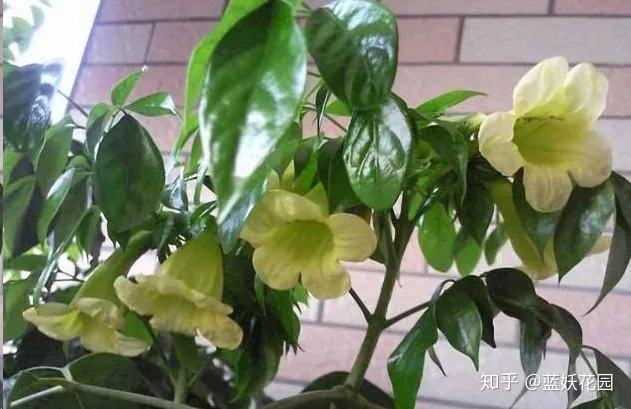 蓝妖：幸福树这样养，花开满树，好运来！