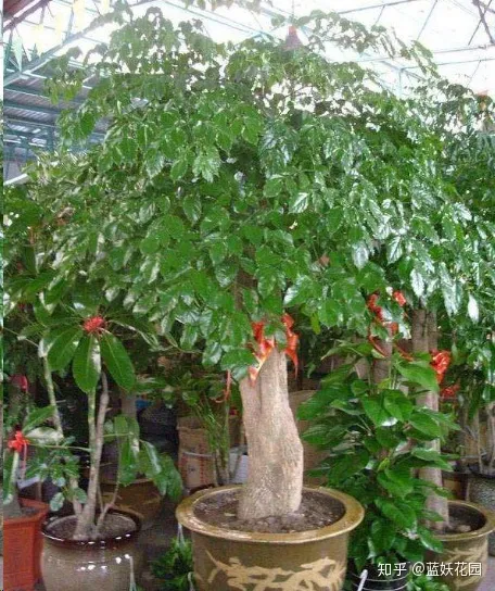 蓝妖：幸福树这样养，花开满树，好运来！