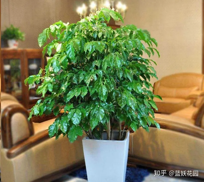 蓝妖：幸福树这样养，花开满树，好运来！