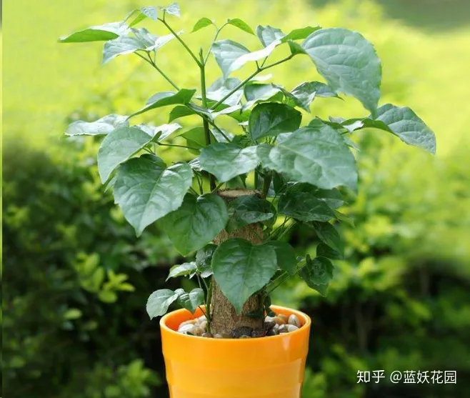 蓝妖：幸福树这样养，花开满树，好运来！