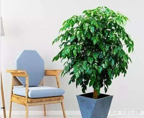 蓝妖：幸福树这样养，花开满树，好运来！