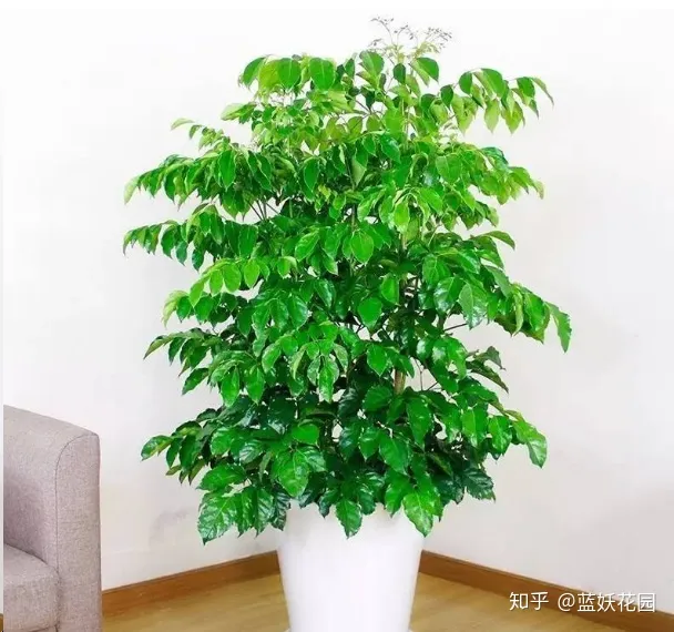 蓝妖：幸福树这样养，花开满树，好运来！