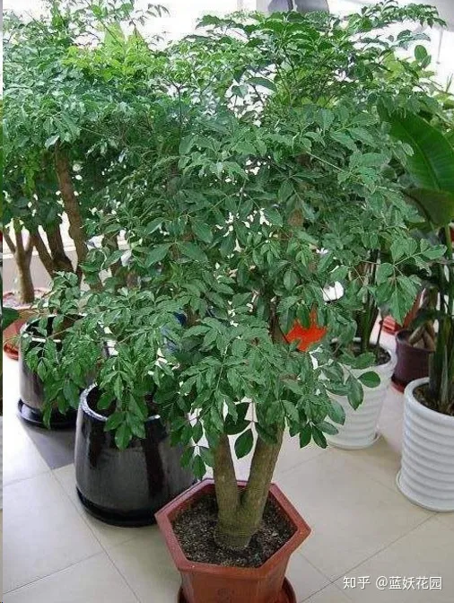 蓝妖：幸福树这样养，花开满树，好运来！