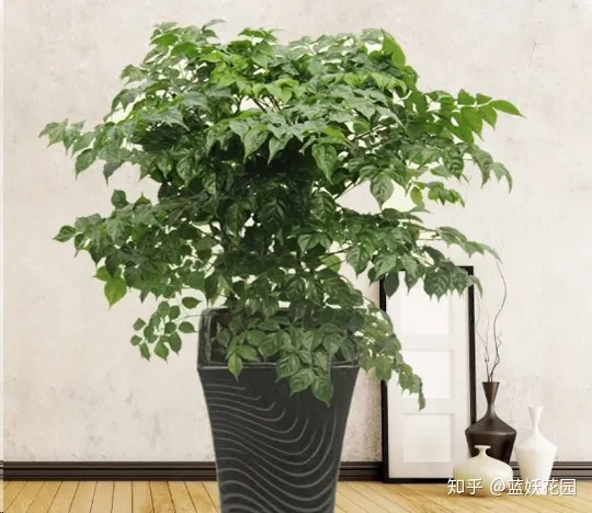 蓝妖：幸福树这样养，花开满树，好运来！
