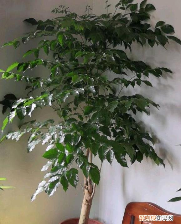 幸福树掉叶子一碰就掉是怎么回事，幸福树的养护技巧，做好几个“小动作”，枝叶繁茂，猛蹿新叶