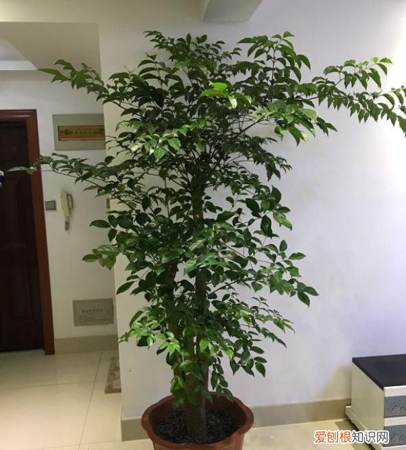 幸福树掉叶子一碰就掉是怎么回事，幸福树的养护技巧，做好几个“小动作”，枝叶繁茂，猛蹿新叶