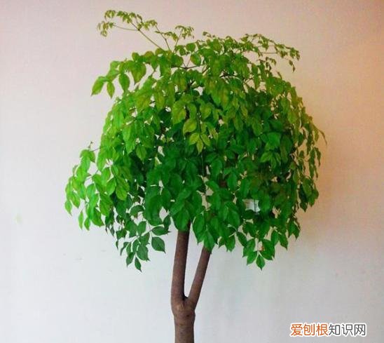 幸福树怎样养叶子油绿发亮，养幸福树，掌握几个“关键点”，枝繁叶茂冒油光，净化空气一级棒