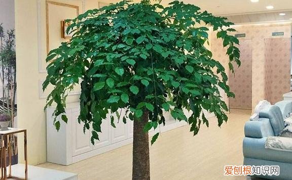 幸福树怎样养叶子油绿发亮，养幸福树，掌握几个“关键点”，枝繁叶茂冒油光，净化空气一级棒
