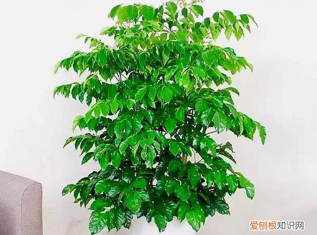 幸福树怎样养叶子油绿发亮，养幸福树，掌握几个“关键点”，枝繁叶茂冒油光，净化空气一级棒