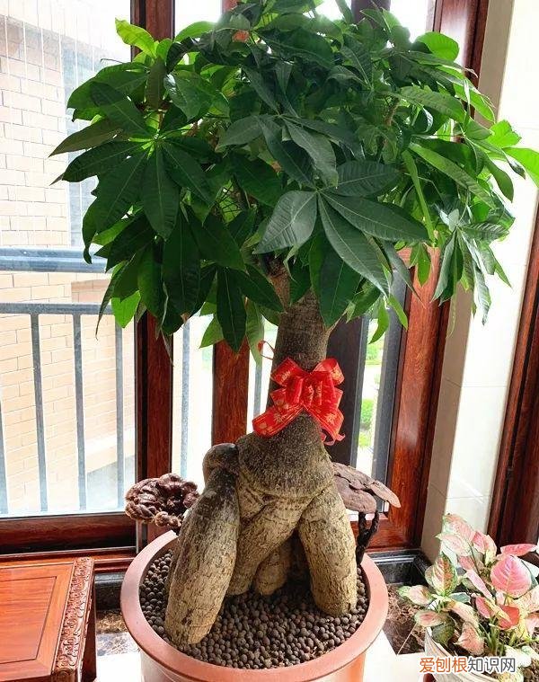 幸福树秋天怎么浇水怎么养，幸福树不难养，只要少浇水，整个冬天不黄叶！