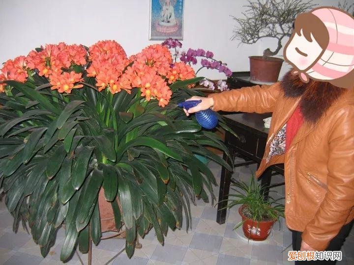 幸福树秋天怎么浇水怎么养，幸福树不难养，只要少浇水，整个冬天不黄叶！