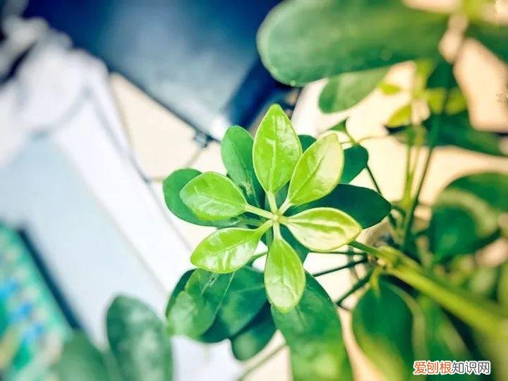 幸福树秋天怎么浇水怎么养，幸福树不难养，只要少浇水，整个冬天不黄叶！