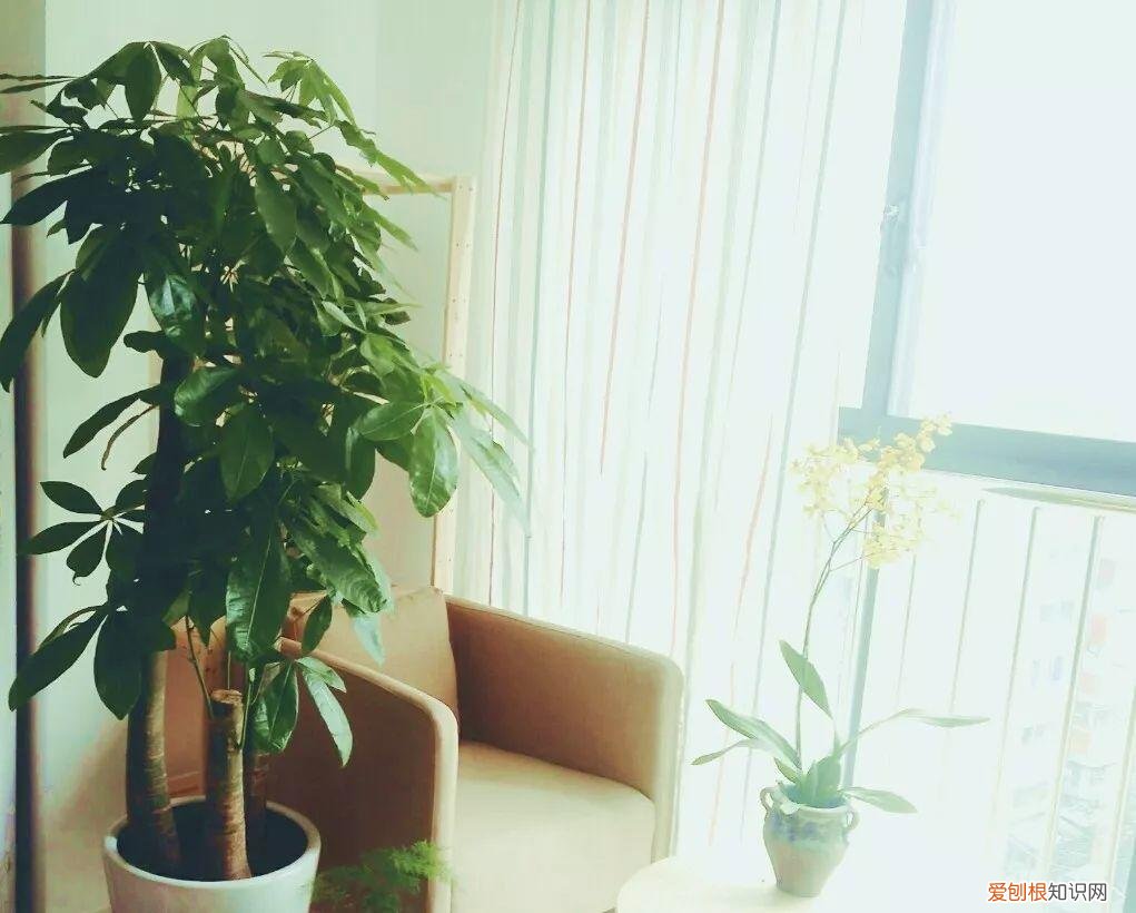 幸福树秋天怎么浇水怎么养，幸福树不难养，只要少浇水，整个冬天不黄叶！
