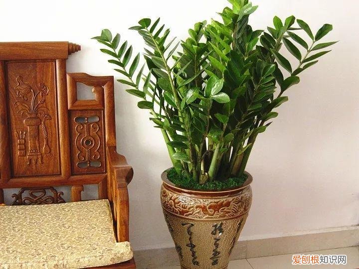 幸福树秋天怎么浇水怎么养，幸福树不难养，只要少浇水，整个冬天不黄叶！
