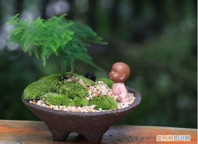 幸福树秋天怎么浇水怎么养，幸福树不难养，只要少浇水，整个冬天不黄叶！