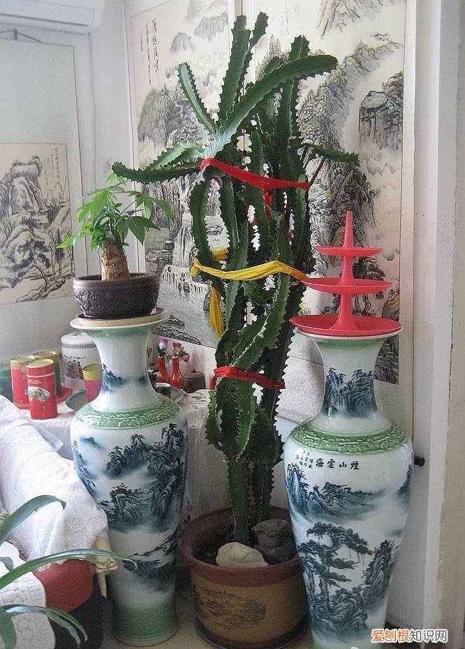 幸福树秋天怎么浇水怎么养，幸福树不难养，只要少浇水，整个冬天不黄叶！