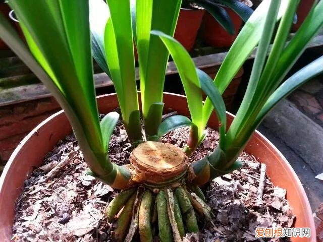 幸福树秋天怎么浇水怎么养，幸福树不难养，只要少浇水，整个冬天不黄叶！