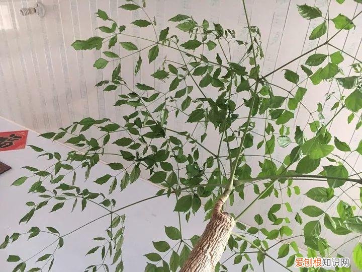 幸福树秋天怎么浇水怎么养，幸福树不难养，只要少浇水，整个冬天不黄叶！