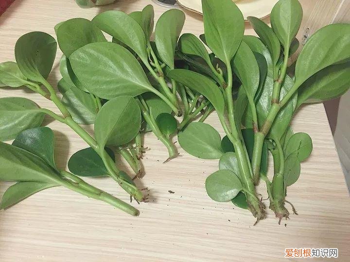 幸福树秋天怎么浇水怎么养，幸福树不难养，只要少浇水，整个冬天不黄叶！