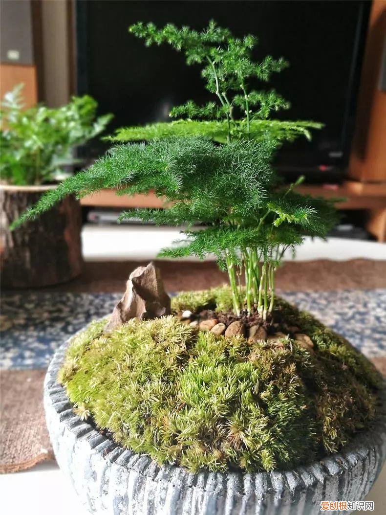 幸福树秋天怎么浇水怎么养，幸福树不难养，只要少浇水，整个冬天不黄叶！