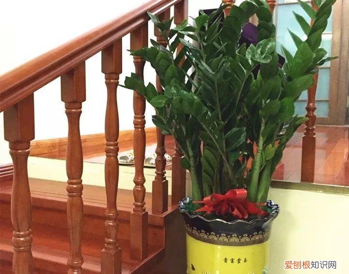 幸福树秋天怎么浇水怎么养，幸福树不难养，只要少浇水，整个冬天不黄叶！