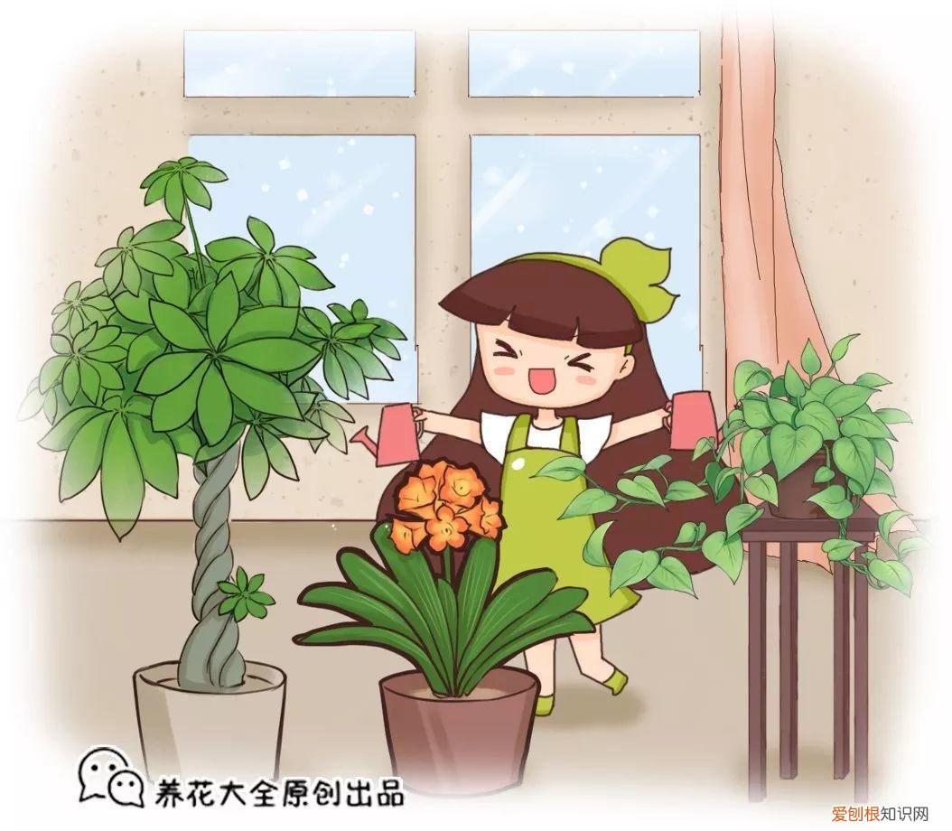 幸福树秋天怎么浇水怎么养，幸福树不难养，只要少浇水，整个冬天不黄叶！