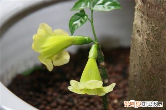 幸福树叶子落了是什么原因，做到这5点，不但能避免幸福树落叶，而且还能让幸福树开花哦！