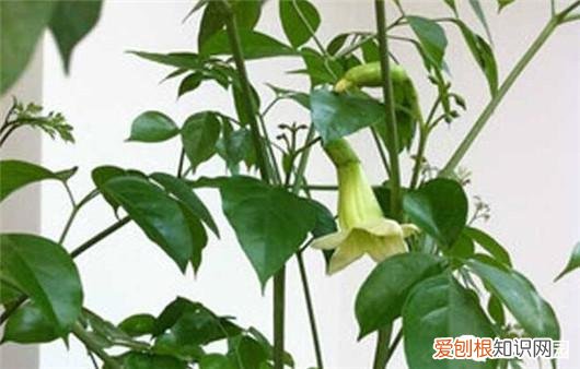 幸福树叶子落了是什么原因，做到这5点，不但能避免幸福树落叶，而且还能让幸福树开花哦！