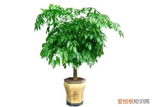 幸福树叶子落了是什么原因，做到这5点，不但能避免幸福树落叶，而且还能让幸福树开花哦！