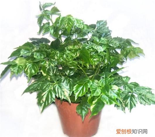 幸福树叶子落了是什么原因，做到这5点，不但能避免幸福树落叶，而且还能让幸福树开花哦！